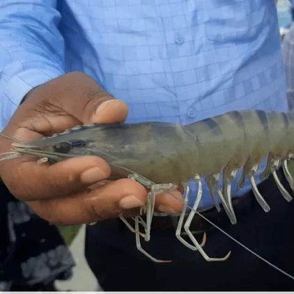 Home 9 black tiger shrimp khulna bangladesh